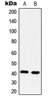 1 - Anti-5-HT4 Antibody AP51275