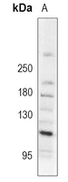 1 - Anti-MDA5 Antibody AP51277