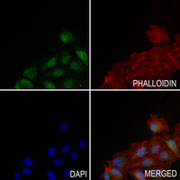 3 - Anti-Cytokine IK Antibody AP51280