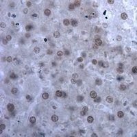 19 - Anti-ILF3 Antibody AP51283