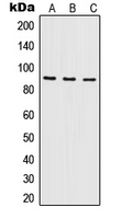 1 - Anti-ILF3 Antibody AP51283