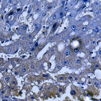 19 - Anti-SHIP1 Antibody AP51284
