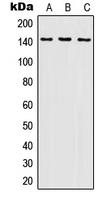 1 - Anti-SHIP1 Antibody AP51284