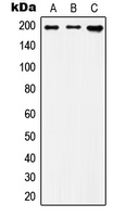 1 - Anti-IQGAP1 Antibody AP51287