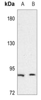 1 - Anti-CD49e HC Antibody AP51288