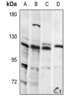 1 - Anti-Integrin alpha 7 LC Antibody AP51291