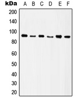 1 - Anti-Integrin beta 5 Antibody AP51292