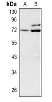 1 - Anti-Involucrin Antibody AP51294