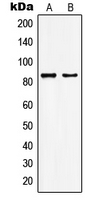 1 - Anti-KAT7 Antibody AP51295