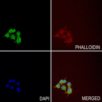 3 - Anti-Kv1.1 Antibody AP51296