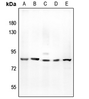 1 - Anti-Kv3.2 Antibody AP51298