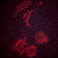 3 - Anti-Kv3.4 Antibody AP51299