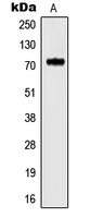 1 - Anti-Kv3.4 Antibody AP51299