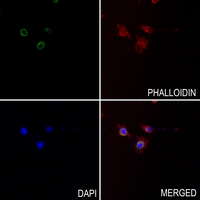 3 - Anti-Kir3.3 Antibody AP51300