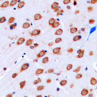 19 - Anti-Kir3.3 Antibody AP51300
