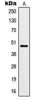 1 - Anti-Kir3.3 Antibody AP51300