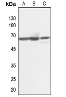 1 - Anti-KLF11 Antibody AP51301