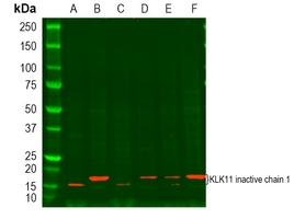 1 - Anti-Kallikrein 11 Antibody AP51302