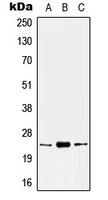1 - Anti-Kallikrein 8 Antibody AP51304