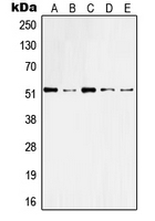 1 - Anti-Cytokeratin 10 Antibody AP51305