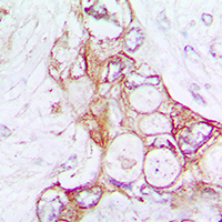 19 - Anti-Laminin alpha 5 Antibody AP51312