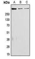 1 - Anti-Laminin alpha 5 Antibody AP51312