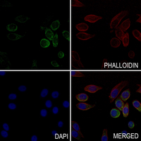 3 - Anti-CD107a Antibody [KO/KD Validated] AP51313