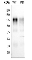 0 - Anti-CD107a Antibody [KO/KD Validated] AP51313