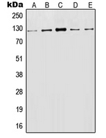 1 - Anti-CD107a Antibody [KO/KD Validated] AP51313