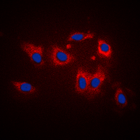 3 - Anti-LATH Antibody AP51314