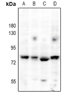 1 - Anti-SLP76 Antibody AP51315