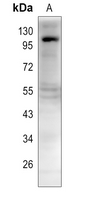 1 - Anti-DNA Ligase 4 Antibody AP51318