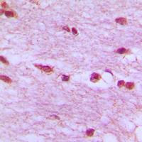 19 - Anti-Lamin B1 Antibody AP51319