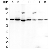 1 - Anti-Lamin B1 Antibody AP51319