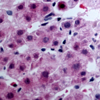 19 - Anti-EDG7 Antibody AP51321