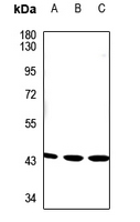 1 - Anti-LYAR Antibody AP51324