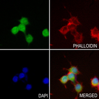 3 - Anti-c-Maf Antibody AP51325