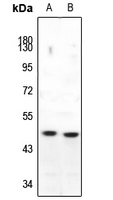 1 - Anti-c-Maf Antibody AP51325