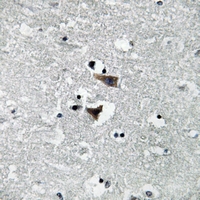19 - Anti-Monoamine Oxidase A Antibody AP51327