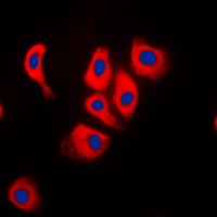3 - Anti-JIP2 Antibody AP51328
