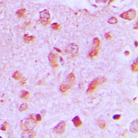 19 - Anti-JIP2 Antibody AP51328