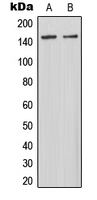 1 - Anti-MAST3 Antibody AP51332