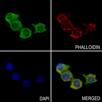 3 - Anti-MC4 Receptor Antibody AP51334
