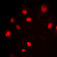 3 - Anti-MCM2 Antibody AP51335