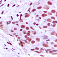 19 - Anti-MCM2 Antibody AP51335