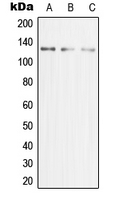 1 - Anti-MCM2 Antibody AP51335