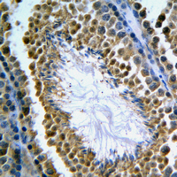 19 - Anti-GANP Antibody AP51336