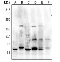 1 - Anti-GANP Antibody AP51336