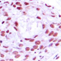 19 - Anti-MCM4 Antibody AP51337