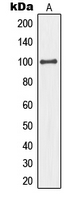1 - Anti-MCM4 Antibody AP51337